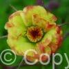 Geum Tequila Sunrise