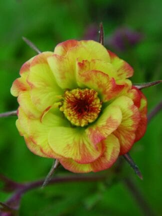 Geum Tequila Sunrise - bag