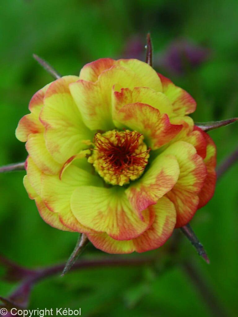 Geum Tequila Sunrise