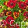 Helenium Hot Lava