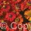 Helenium Ruby Charm