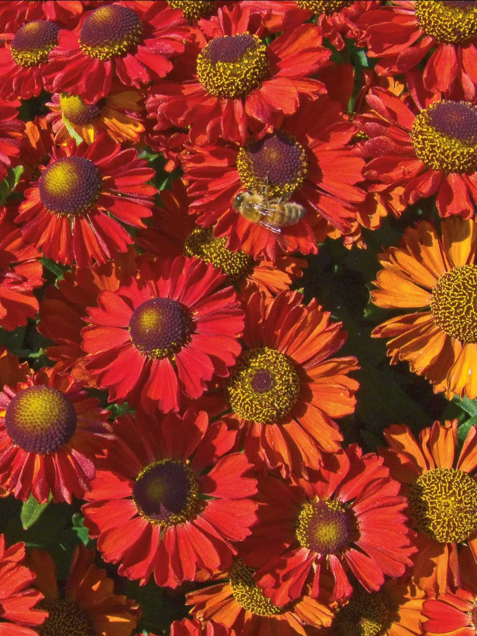 Helenium Ruby Charm