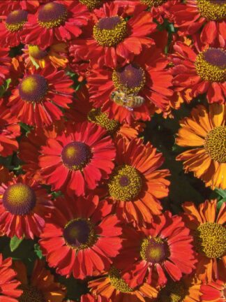 Helenium Ruby Charm