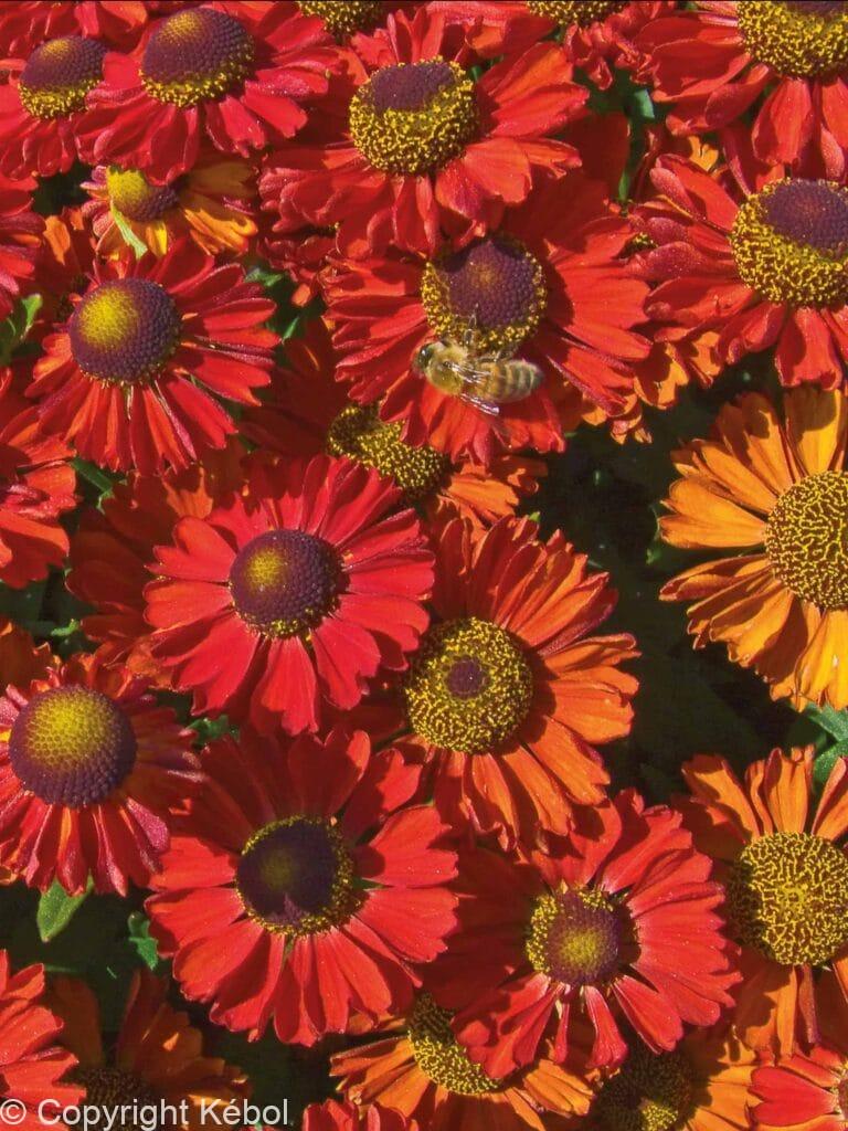 Helenium Ruby Charm