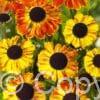 Helenium Sahin's Early Flowerer
