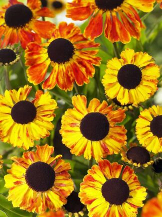 Helenium Sahin's Early Flowerer