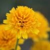 Heliopsis Asahi