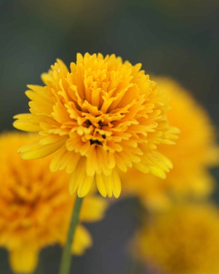 Heliopsis Asahi
