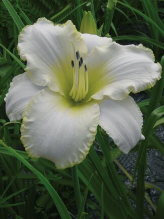 Hemerocallis Blizzard Bay