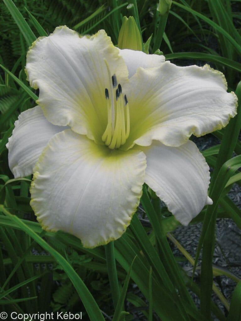 Hemerocallis Blizzard Bay