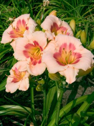 Hemerocallis Blush 'n Pink Eye