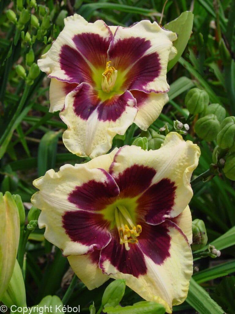 Hemerocallis Celebration of Angels