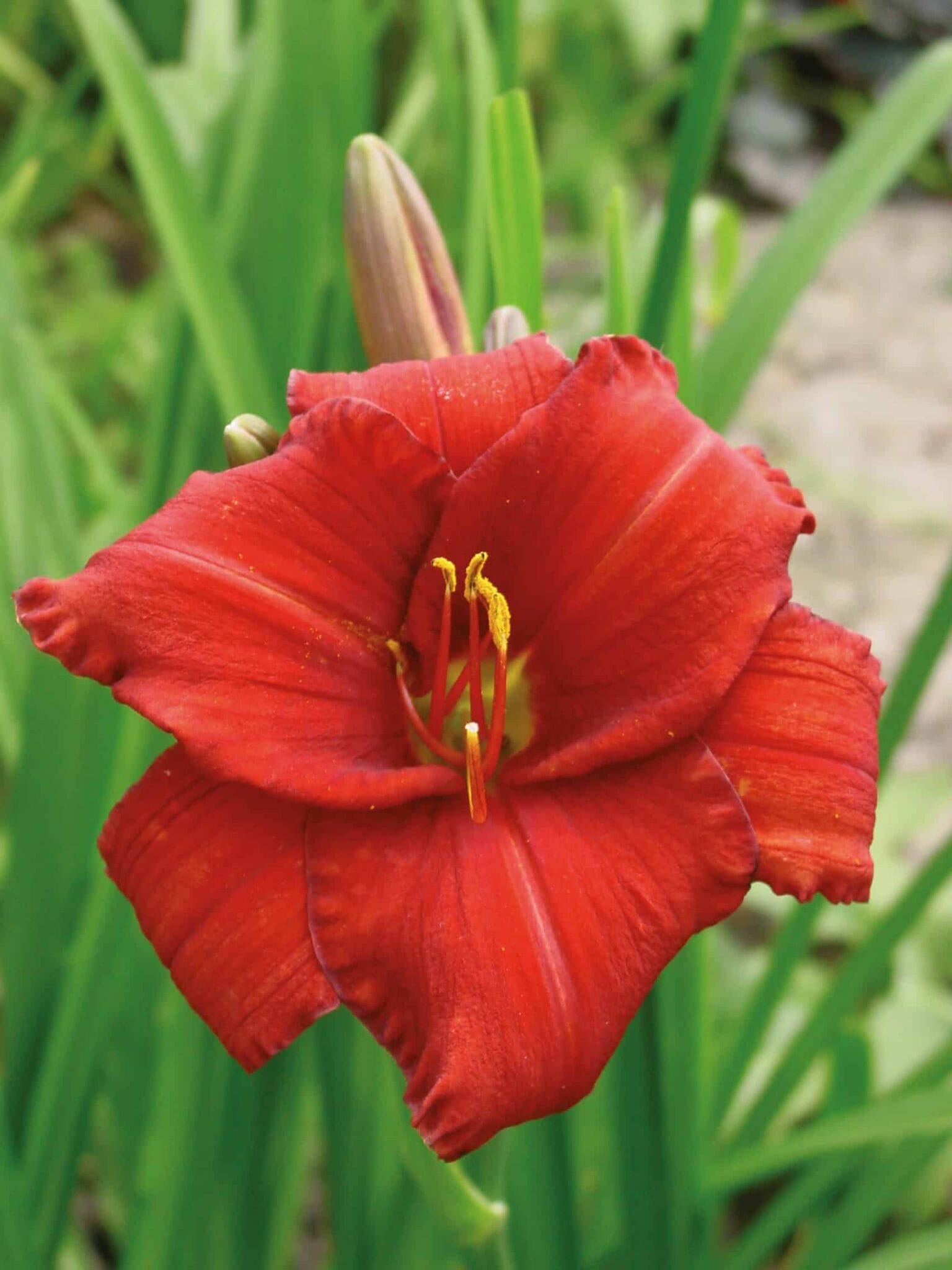 Hemerocallis Chicago Apache