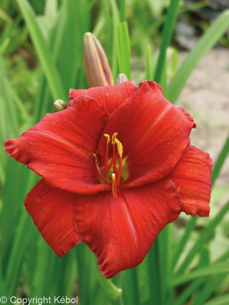 Hemerocallis Chicago Apache