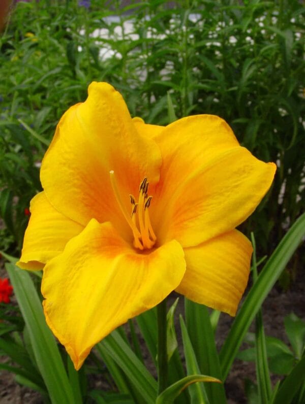 Hemerocallis Chicago Sunrise - bag