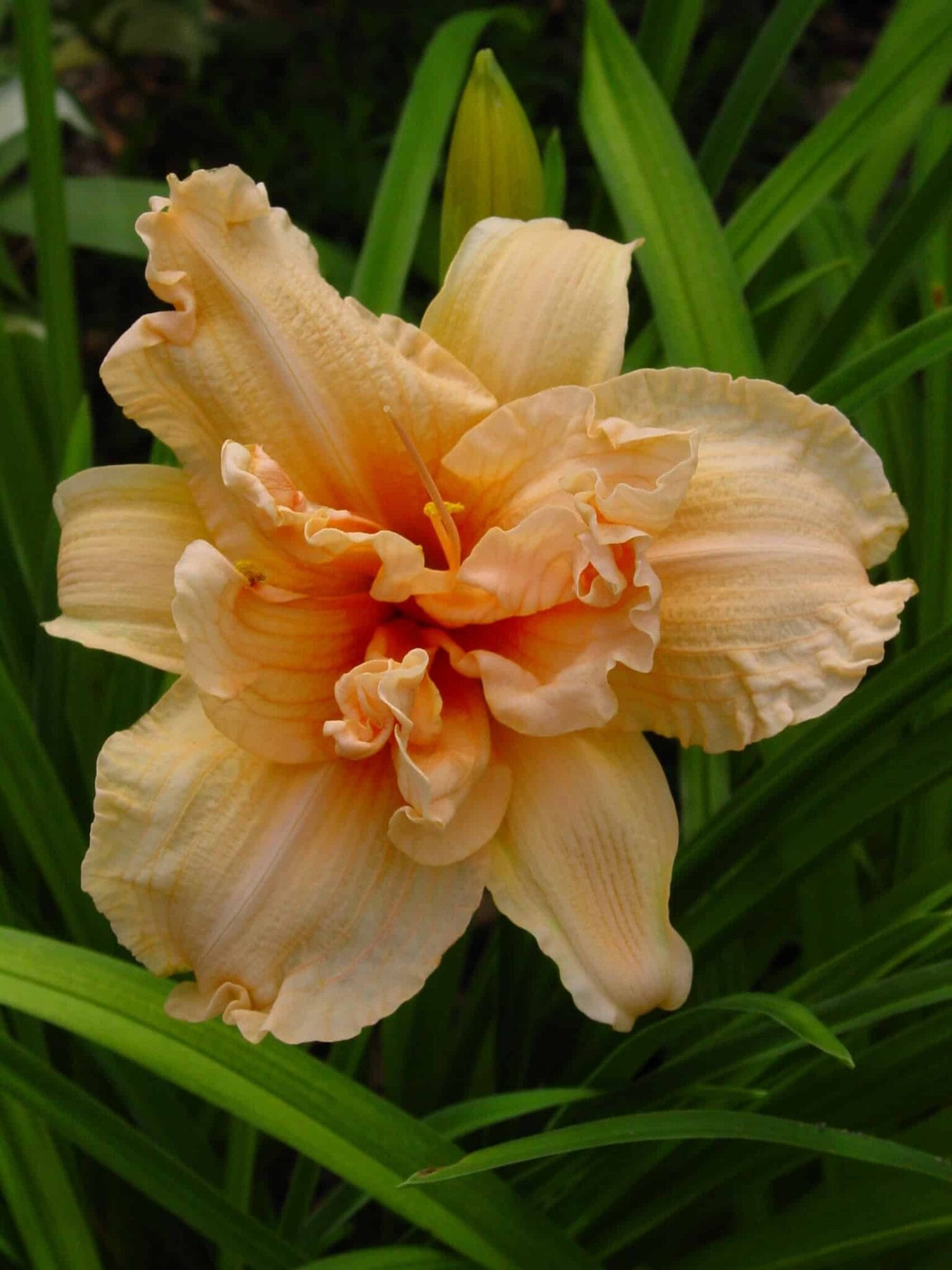 Hemerocallis Double Dream