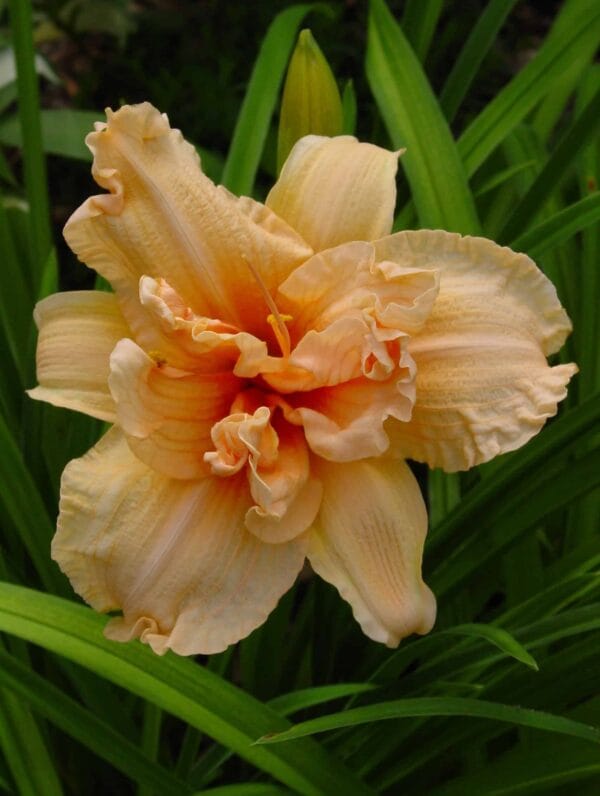 Hemerocallis Double Dream - bag
