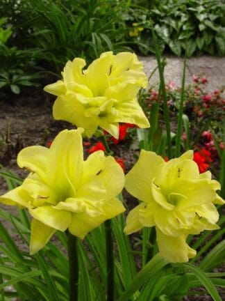 Hemerocallis Double River Wye - bag