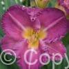 Hemerocallis Entrapment