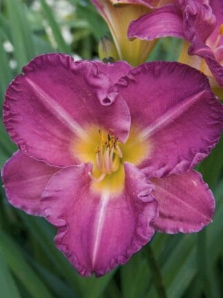 Hemerocallis Entrapment - bag