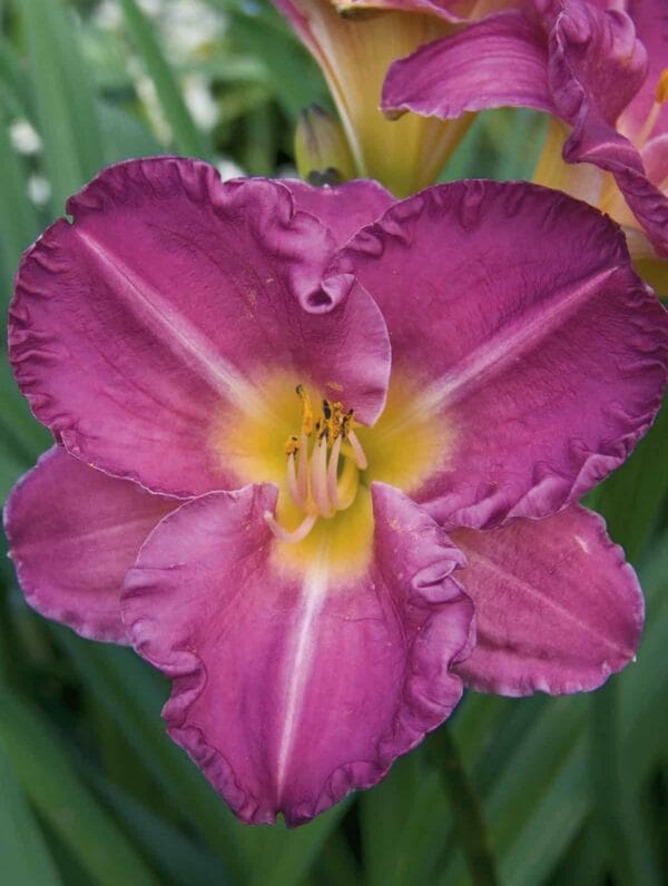 Hemerocallis Entrapment - bag