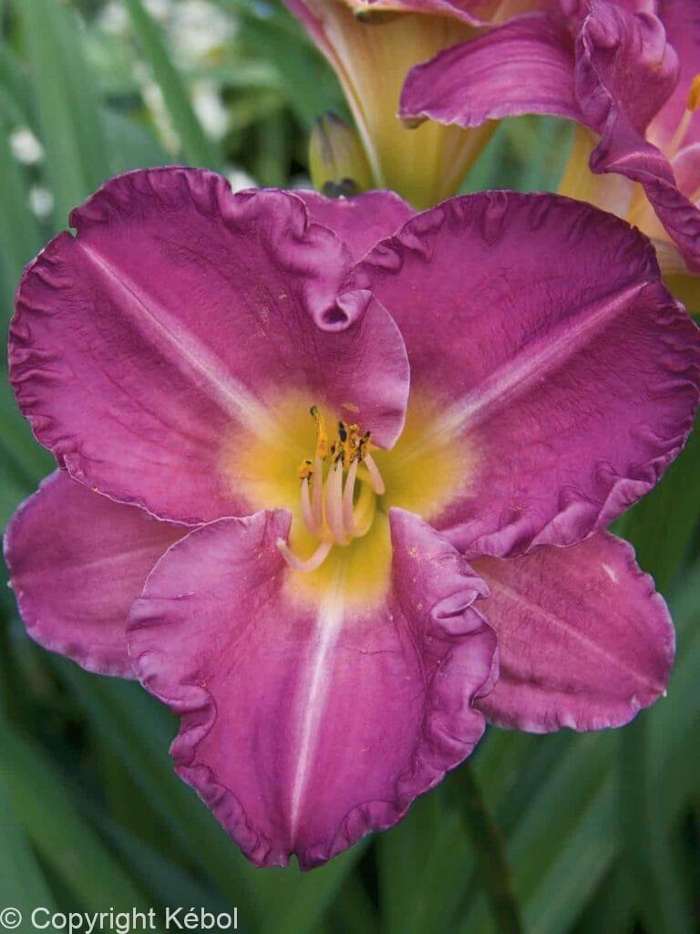 Hemerocallis Entrapment
