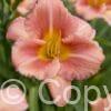 Hemerocallis Every Daylily Cerise