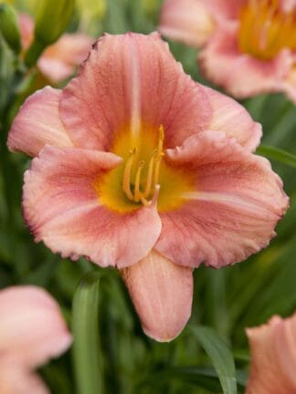 Hemerocallis EveryDaylily Cerise - bag