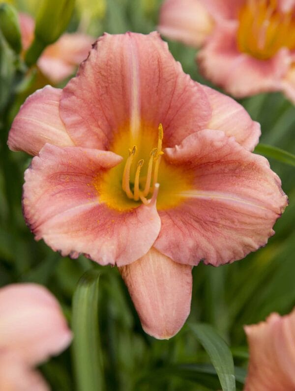 Hemerocallis EveryDaylily Cerise - case