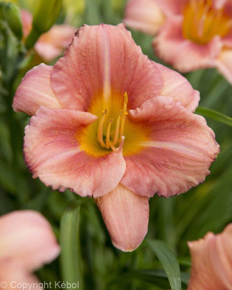 Hemerocallis Every Daylily Cerise