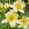 Hemerocallis Every Daylily Cream