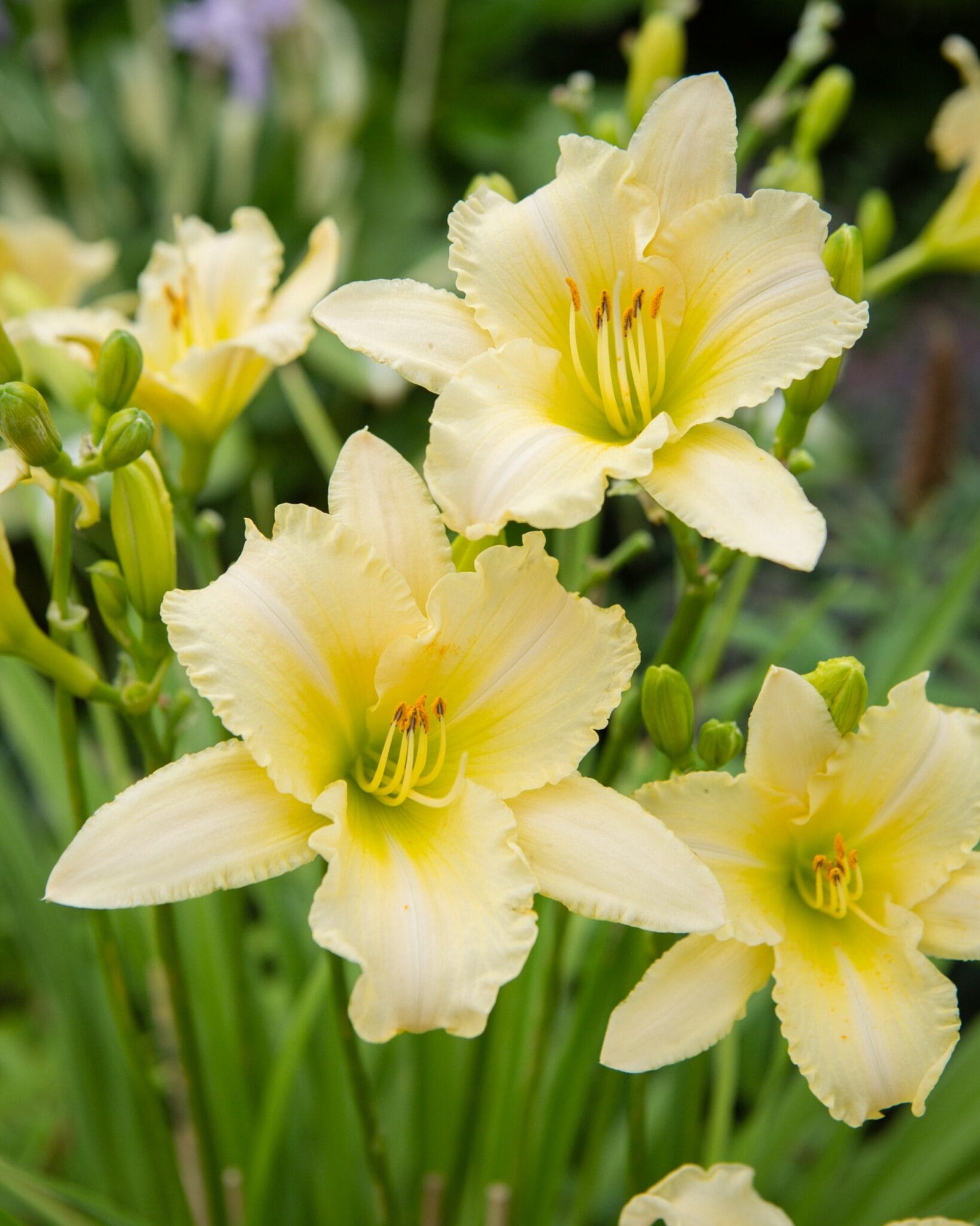 Hemerocallis Every Daylily Cream