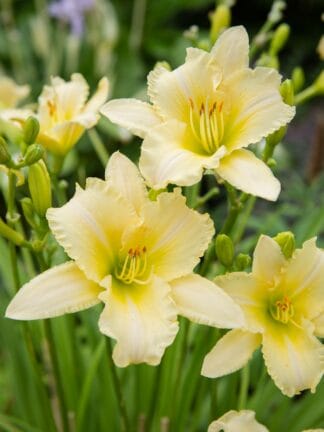 Hemerocallis EveryDaylily Cream - bag