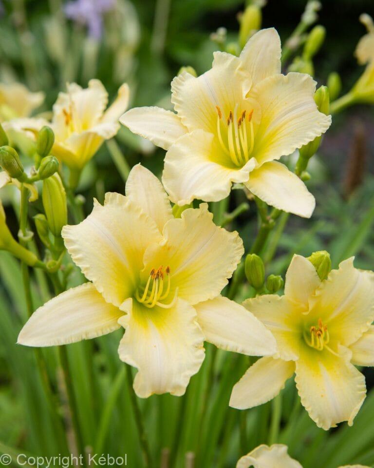 Hemerocallis Every Daylily Cream