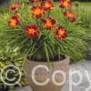 Hemerocallis Every Daylily Red Ribs