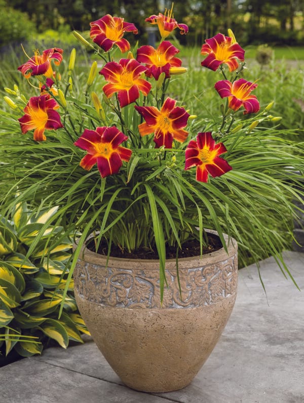 Hemerocallis EveryDaylily Red Ribs - bag