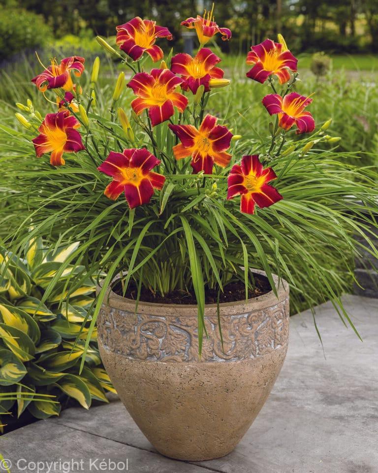 Hemerocallis Every Daylily Red Ribs