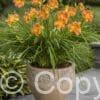 Hemerocallis Every Daylily Bronze