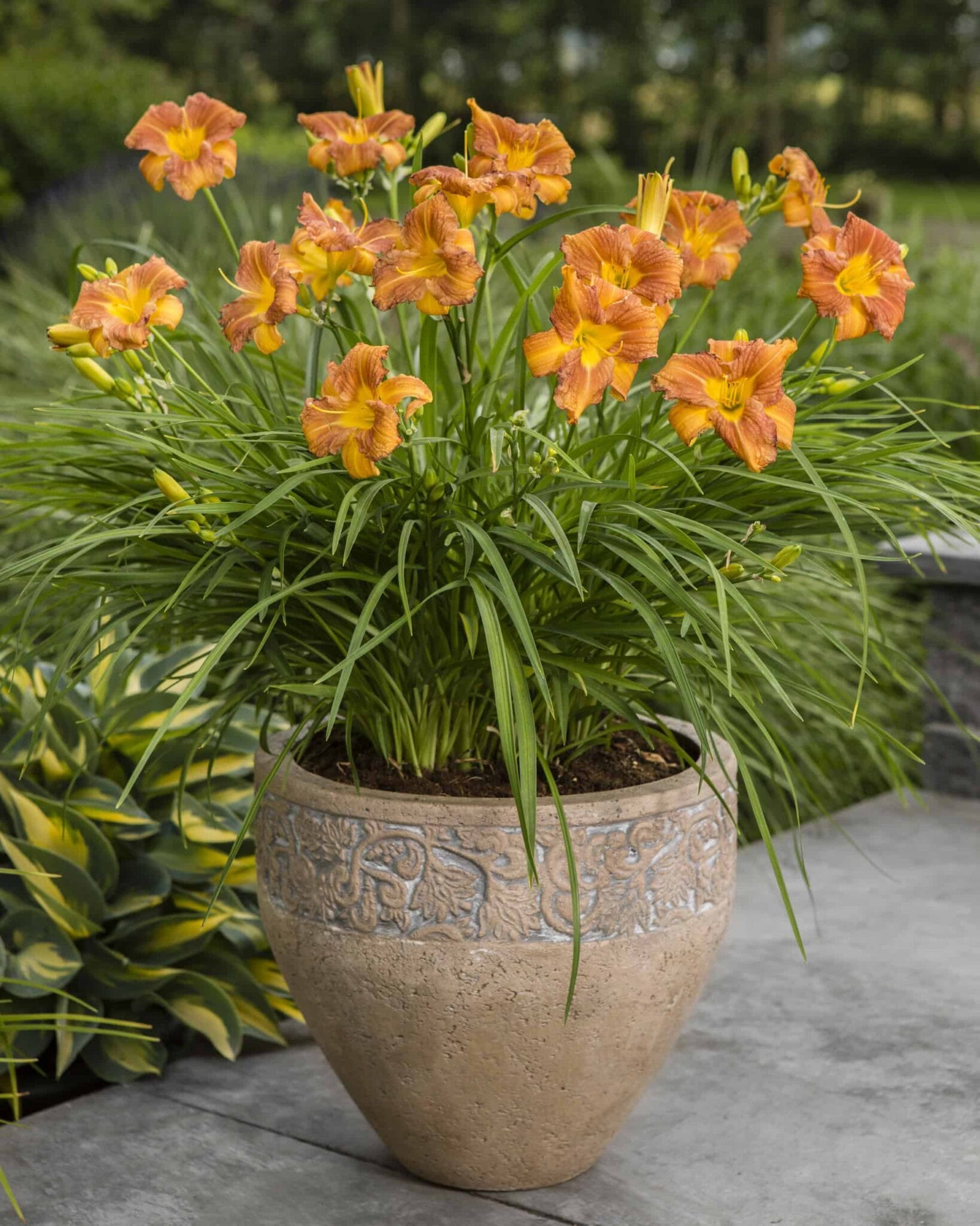 Hemerocallis Every Daylily Bronze