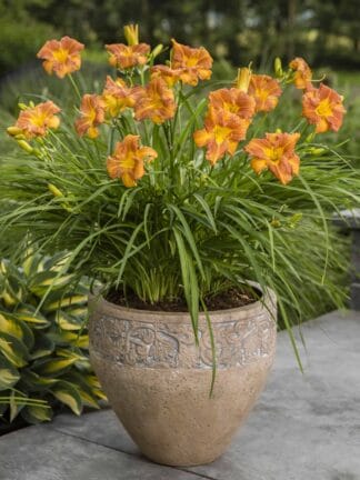 Hemerocallis EveryDaylily Bronze - bag
