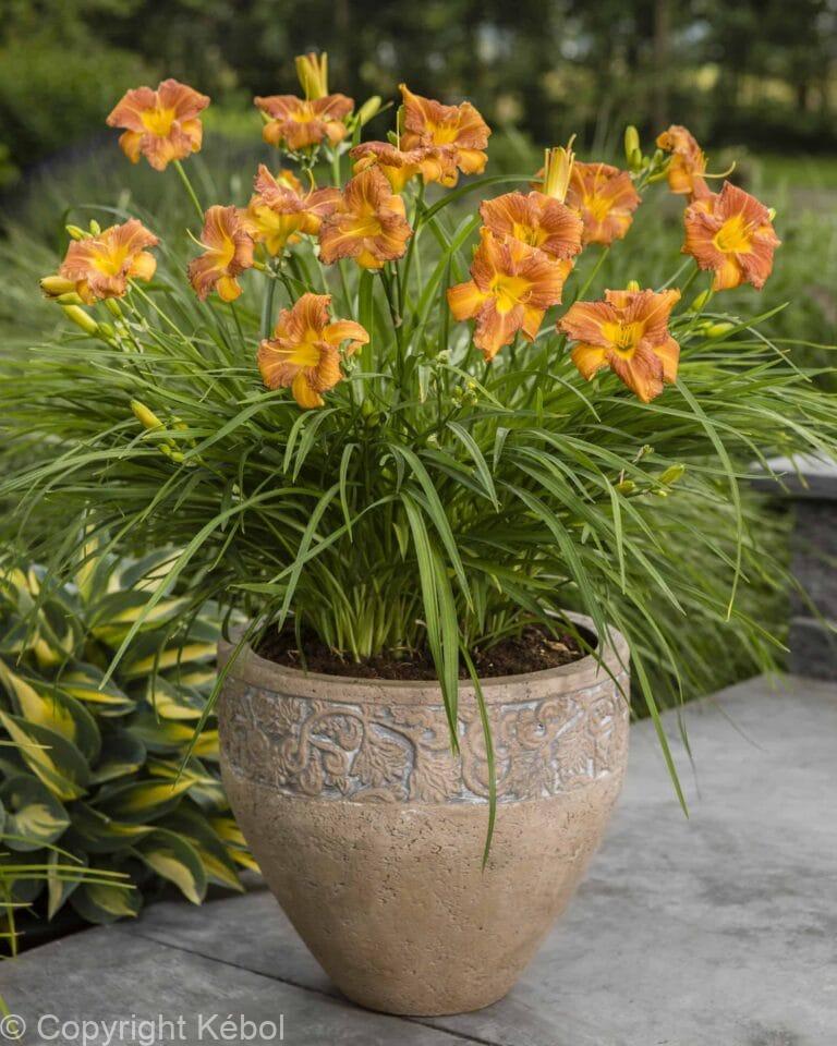 Hemerocallis Every Daylily Bronze