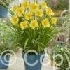 Hemerocallis Every Daylily Gold