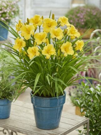 Hemerocallis EveryDaylily Gold - bag