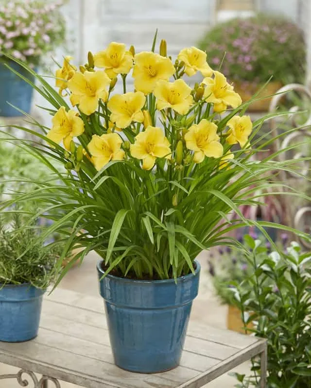 Hemerocallis EveryDaylily Gold - case