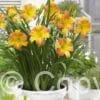 Hemerocallis Every Daylily Punch Yellow