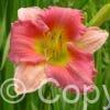 Hemerocallis Final Touch