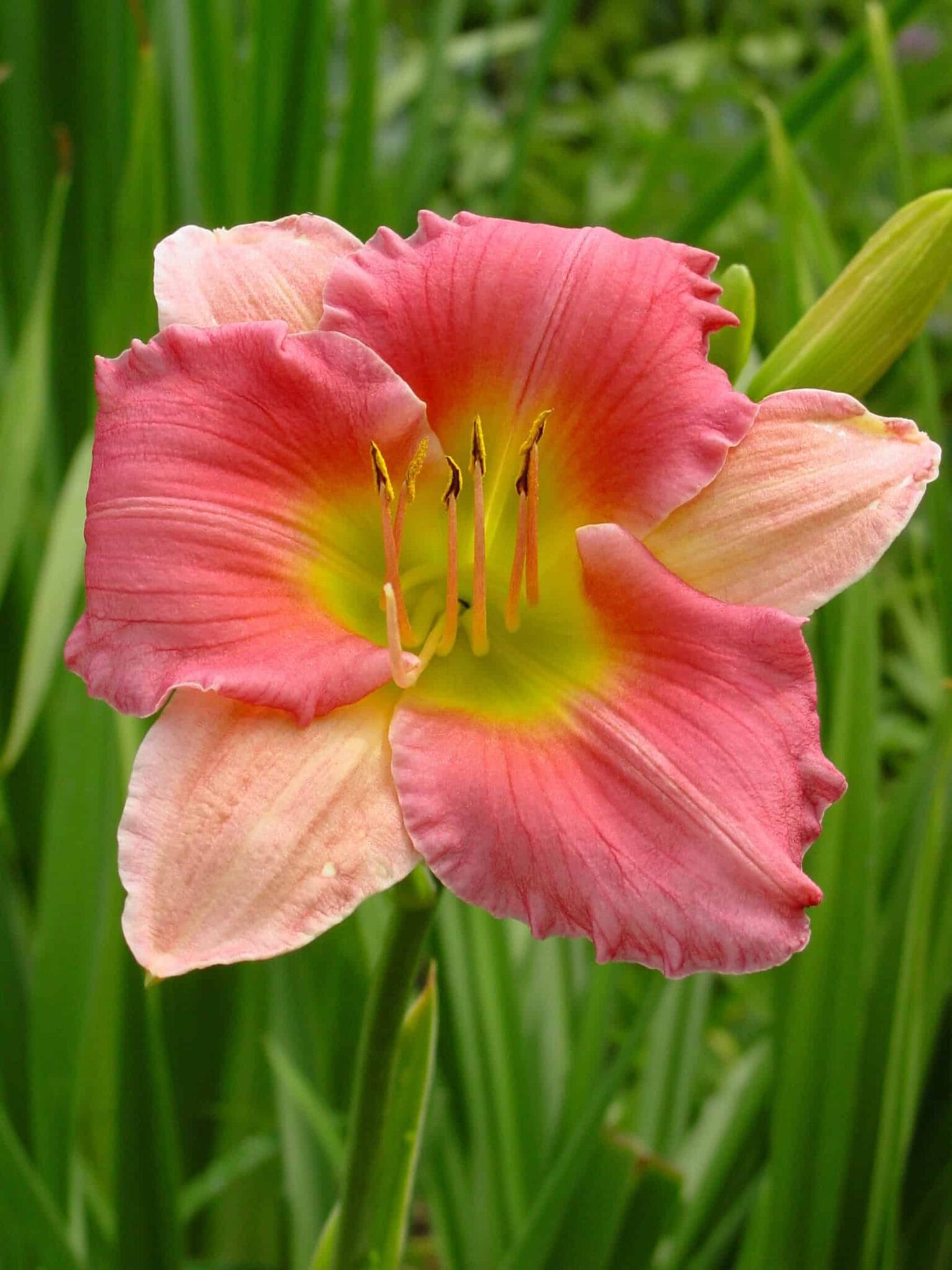 Hemerocallis Final Touch