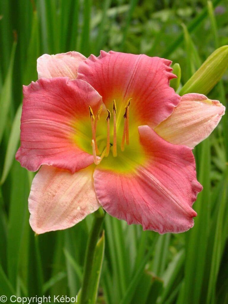 Hemerocallis Final Touch