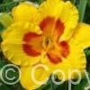 Hemerocallis Fooled Me