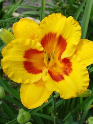 Hemerocallis Fooled Me
